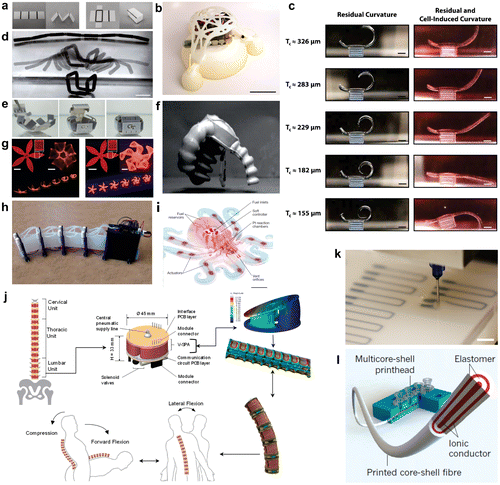 Figure 1. Examples of printed soft robots and soft devices. (a) Pre-strained polystyrene substrate with inkjet-printed hinges made of carbon black ink. (b) 3D-printed jumping soft robot. (c) 3D stereolithography-printed bat with curvature time lapse. (d) 4D-printed composite with swellableable hinges. (e) 4D-printed unfolded box composed of shape memory polymers. (f) A jumping soft robot with 3D-printed mould. (g) 4D printing of hydrogel composites for soft robotic applications. (h) A snake inspired soft robot with 3D-printed mould. (i) Multi-step 3D-printed octobot. (j) Pneumatic actuator for spinal compression and flextion with 3D-printed mould. (k) Embedded 3D printing of soft strain sensor for soft robots. (l) Multicore print head shell capacitive sensor.