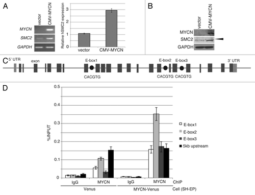 Figure 2. Overexpression of MYCN induces SMC2 expression in human neuroblastoma cells. (A and B) A CMV-driven plasmid containing MYCN was introduced into the SH-EP MYCN single copy cell line. After live cell sorting, the levels of human SMC2 mRNA and protein were measured by semi-quantitative (A, left) and quantitative (A, right) RT-PCR, as well as by immunoblotting (B). The arrowhead in (B) indicates a non-specific band. The expression levels of SMC2 detected by RT-qPCR were normalized to those of GAPDH. (C) Schematic representation of the E-boxes identified in the human SMC2 gene. The light gray boxes indicate the 5′ and 3′ UTRs; the dark gray boxes indicate the exons; and the black circles represent putative E-boxes (MYCN-binding sites). The sequences of the E-boxes are shown. (D) ChIP followed by qPCR analysis of the E-boxes in the SMC2 gene was performed using control IgG or an anti-MYCN antibody in SH-EP cells expressing Venus (control) or MYCN. The 5-kb sequence upstream of the SMC2 gene was examined as a negative control. The data show the percentage of the target DNA precipitated with the control IgG or MYCN antibody and are represented as the mean ± SE of at least n = 3 independent experiments.