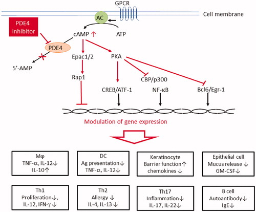 Figure 1. G-protein coupled receptor (GPCR) stimulates adenyl cyclase (AC) which converts ATP into cAMP. PDE4 inhibitors accumulate intracellular cAMP, which subsequently activates phosphokinase A (PKA) and the exchange protein 1/2 activated by cAMP (Epac1/2). Activated PKA phosphorylates cAMP responsive element binding protein (CREB), activating transcription factor 1 (ATF-1), and cAMP responsive element modulator (CREM), leading to an increase in anti-inflammatory cytokines. On the other hand, activated PKA suppresses the functions of NF-κB through competitive recruitment of CREB binding protein (CBP) or the homologous protein p300, resulting in the reduction of proinflammatory cytokines. PKA activation also interferes with Bcl-6 mediated synthesis of proinflammatory cytokines and proliferation of immune cells. Activated Epac1/2 interacts with a small GTPase protein, Rap, resulting in the suppression of proinflammatory cytokine synthesis and cell proliferation. As a result, PDE4 inhibitors exhibit anti-inflammatory effects by modulating the functions of various immunocompetent cells, as shown.