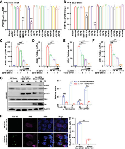 Figure 1. SARS-CoV-2 NSP6 inhibits CGAS-STING1-mediated IFN production. (A) Quantitative RT-PCR was performed to analyze IFNB1 mRNA levels in HEK293T cells co-transfected with SARS-CoV-2 HA-NSP or HA-vector plasmid, along with stimulator plasmids Flag-CGAS and MYC-STING1 for 24 h, and the findings were compared with those of the HA-vector control. (B) Luciferase reporter assays were carried out in HEK293T cells co-transfected with IFNB1 firefly luciferase reporter plasmid, stimulator plasmids Flag-CGAS and MYC-STING1, along with SARS-CoV-2 NSP-expressing plasmid or control plasmid for 24 h. Statistical significance values were determined by comparing the results with those of the HA-vector control. (C) Luciferase reporter assays from HEK293T cells co-transfected with IFNB1 firefly luciferase reporter plasmid, stimulator plasmids Flag-CGAS and MYC-STING1, along with different doses of NSP6-expressing plasmid (0, 0.5, 1.0, and 2.0 μg, respectively) for 24 h. (D – F) the mRNA levels of IFNB1 (D), ISG15 (E), and IFIT1 (F) were determined by RT-qPCR in HEK293T cells co-transfected with stimulator plasmids Flag-CGAS and MYC-STING1, along with different doses of NSP6-expressing plasmid, for 24 h. (G) the phosphorylation levels of TBK1 and IRF3 were determined by immunoblotting in HEK293T cells co-transfected with stimulator plasmids Flag-CGAS and MYC-STING1, along with HA-NSP6-expressing plasmid or HA-vector for 24 h (left). Band intensities were determined by ImageJ software (right). (H) the localization of IRF3 was checked by immunofluorescence microscopy in HEK293T cells co-transfected with stimulator plasmids Flag-CGAS and MYC-STING1, along with HA-NSP6-expressing plasmid or HA-vector, for 24 h (left). The proportion (%) of nuclear IRF3-positive cells was determined from three independent experiments (right). Scale bar: 5 µm. The data are representative of three independent experiments. Data are presented as mean ± SD. *P < 0.05, **P < 0.01, and ***P < 0.001 (unpaired, two-tailed Student’s t-test).