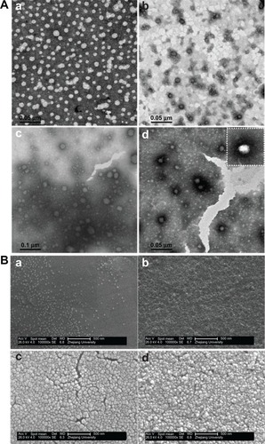 Figure 3 The TEM images (A) and SEM images (B) of CS-SA/DOX and CS-SA/SiO2/DOX-4, 8, 16, where a–d represents CS-SA/DOX, CS-SA/SiO2/DOX-4, CS-SA/SiO2/DOX-8 and CS-SA/SiO2/DOX-16 respectively.Abbreviations: CS, chitosan; DOX, doxorubicin; SA, stearic acid; SEM, scanning electron microscopy; TEM, transmission electron microscopy.