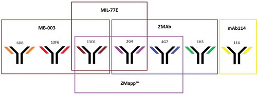 Figure 1. Monoclonal antibodies for the treatment of Ebola virus disease. ZMapp™ and MIL-77E are composed of mAbs included in predecessor formulations (MB-003 and ZMAb). Adapted from Gonzalez-Gonzalez et al. [Citation30].