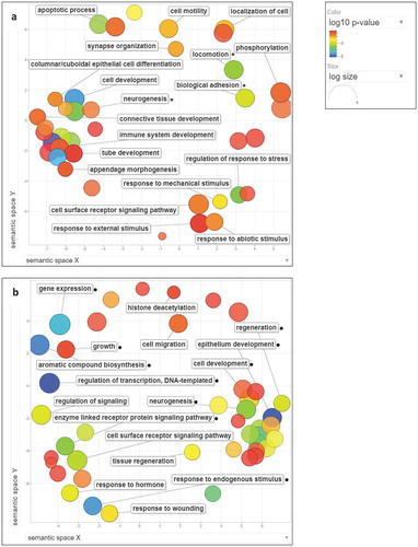 Figure 3. Non-redundant-enriched GO biological processes determined for zebrafish fed with pea, soy, and wheat diets. Data are summarized as scatter plots using REVIGO tool. GO terms are marked with circles and plotted according to semantic similarities to other GO terms. The colour of the circles ranging from blue to red indicates the order of increase in log10 p-value. Circle sizes are proportional to the respective frequencies of the GO terms (circles of more general terms are larger). (a) Summarized GO terms for genes associated with the differential methylation in genic regions in fish fed with plant protein–based diets. (b) Summarized GO terms for genes associated with the differential methylation in intergenic regions in fish fed with plant protein–based diets. Small black circles indicate GO terms common to the three plant diet groups.