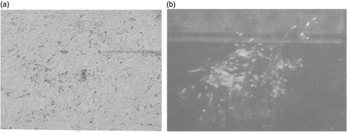 Figure 2. Immunofluoresence and CPE of MDV (652)-transfected QM7 cells. 2a: QM7 cells were transfected with DNA isolated from 652/DEF. Infected foci were seen 7 days post transfection. 2b: Infected cells were then fixed with 80% acetone and stained with a mixture of monoclonal antibodies H19 (anti-pp38) and 1AN86 (anti-gB).