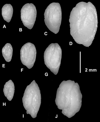 Figure 2 Depictions of the proximal (internal) surfaces of otoliths for the two opalfish species from the Auckland Islands and for two other species with similarly shaped otoliths. Opalfishes show left otoliths orientated with anterior upward and others show right otoliths with posterior tip upward. Opalfish Hemerocoetes artusA, otolith length (OL) 1.8 mm, fish standard length (SL) 5.1 cm. B, OL 2.5 mm, SL 9.2 cm. C, 3.0 mm, SL 11.2 cm. D, OL 4.3 mm, SL 20.2 cm. Opalfish Hemerocoetes morelandiE, OL 1.8 mm, SL 6.7 cm. F, OL 2.5 mm, SL 13.5 cm. G, 3.0 mm, SL 14.5 cm. Deepwater triplefin Matanui bathytatonH, OL 2.0 mm, SL 4.5 cm. I, OL 3.6 mm, SL 7.6 cm. Giant stargazer Kathetostoma giganteumJ, OL 3.6 mm, SL 14.2 cm.