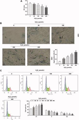 Figure 1. Proliferation and cell cycle G1/S transition of HUVECs were inhibited but cell senescence was promoted by H2O2. (A) HUVEC viability detection was executed by CCK-8 assay after separate treatment with 0, 50, 100, 200 and 400 μmol/L H2O2 for 24 h. (B) HUVECs senescence was investigated by β-galactosidase staining after separate treatment with 0, 50, 100, 200 and 400 μmol/L H2O2 for 24 h. Magnification: ×400, scale bar = 40 µm. (C) Cell cycle progression of HUVECs was identified by flow cytometry after separate treatment with 0, 50, 100, 200 and 400 μmol/L H2O2 for 24 h. All experiments were performed in triplicate and the experimental data were expressed as mean ± standard deviation (SD) (*p < 0.05, **p < 0.01, vs. 0 μmol/L H2O2). HUVECs: human umbilical vein endothelial cells; CCK-8: Cell Counting Kit-8.