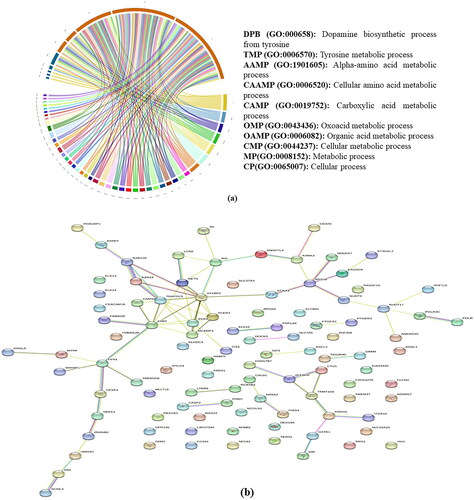 Figure 5. (a) Summary of the top 10 GO-slim biological processes into which the candidate genes were classified. (b) Network analysis of genes identified in present study in all four breeds.
