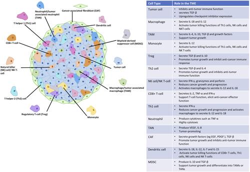 Figure 1 The cells found in solid tumors and their role in the regulation of the TME.