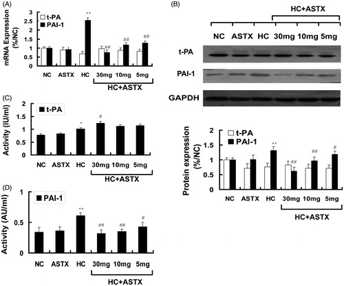 Figure 4. Effects of ASTX on the fibrinolytic parameters of hyperlipidemic rats. Hyperlipidemic rats were treated with solvent or ASTX. Blood samples and aortic arches were analyzed. (A) Total RNA from experimental rats fed with a high fat diet; tPA and PAI-1 mRNA expression levels were determined by qRT-PCR. The housekeeping gene GAPDH was used as the reference standard. (B) Western blots showing tPA and PAI-1 proteins in the cell lysates of rats fed with a high-fat diet. Equal amounts of cellular protein extracts were loaded on a 10% SDS-PAGE gel. A single band of tPA and PAI-1 protein (w65 and 110 kDa, respectively) was detected with various abundance levels in all the tested samples. GAPDH (w37 kDa) was used to control equal loading. (C) tPA activity was determined by ELISA (IU/mL). (D) PAI-1 activity was determined by ELISA (AU/mL). Data are expressed as mean ± SEM of blood samples (n = 10) and aortic arch samples (n = 3); *p < 0.05, **p < 0.01, compared with rats fed with a normal diet; #p < 0.05, ##p < 0.01, compared with rats fed with a high-fat diet.