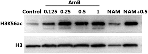 Figure 5. Immunoblot analysis of H3K56ac. C. albicans SC5314 cells were treated by 10 mM NAM and AmB (0.125, 0.25,0.5 and 1 μg/ml) alone or the combination of 10 mM NAM and 0.5 μg/ml AmB for 4 h. Then the protein was extracted, separated by SDS gels and probed with rabbit anti-H3K56ac (top) or rabbit anti-H3 (bottom).