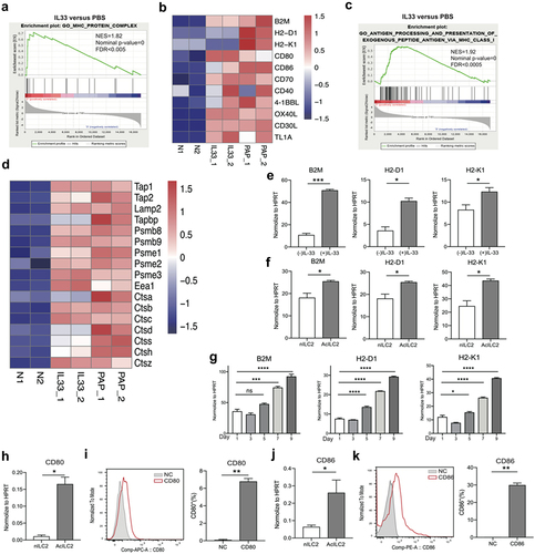 Figure 1. IL-33-activated ILC2s upregulated MHC-I molecules and molecules related to antigen processing and presentation. (a) GSEA enrichment analysis identifying the MHC-I protein complex in activated ILC2s. NES, normalized enrichment score; FDR, false discovery rate. (b) Heatmap of the log2-transformed expression of selected MHC class I-associated molecules and costimulatory molecules from RNA-sequencing data across populations. (c) GSEA enrichment analysis showing enrichment of the antigen processing and presentation of peptide antigen via MHC class I pathway. (d) Heatmap of the log2-transformed expression of selected cathepsin proteins and antigen processing-related genes. (e) RT-PCR analysis of the expression of the heavy and light chains of MHC-I: B2M, H2-D1, and H2-K1. (f) RT-PCR analysis of the expression of the heavy and light chains of MHC-1 in ILC2s stimulated with IL-33 for 3 days in vitro. (g) the levels of the heavy and light chains of MHC-I in IL-33-stimulated ILC2s were analyzed on different days by RT-PCR. (h) the level of CD80 in ILC2s was analyzed by RT-PCR. (i) Representative flow cytometric histogram overlays and quantitative analysis of CD80 expression on ILC2s from IL-33-treated mice. (j) the level of CD86 in ILC2s was analyzed by RT-PCR. (k) Representative flow cytometric histogram overlays and quantitative analysis of CD86 expression on ILC2s from IL-33-treated mice. For RNA seq and cytometric data, n = 2 mice per group; for RT-PCR, n = 2 replicates in each experiment. Data are shown as the means ± SEMs. The p value was determined by one-way ANOVA. *, p < 0.05; **, p < 0.01; ***, p < 0.001; ns, not significant.