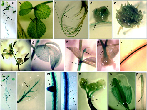 Figure 2. Expression pattern of рMtLAX3::GUS in Medicago truncatula (a)–(e), Lotus japonicus (f)–(j) and Arabidopsis thaliana (k)–(p): (a) seedling stage; (b) vascular system of the leaf; (c) in vitro root system; (d) growing area of root nodule; (e) hooks of the pod; (f) stem and leaf petiole; (g) vascular system of leaves and stem; (h) adventitious bud; (i) area of stem branching; (j) roots vascular system; (k) seedling stage; (l) vascular system of the leaf; (m) in vitro primary root and lateral root primordia and vasculature; (n) flower buds; (o) flower sepals, petals, style and stigma of pistil and (p) growth area of siliques and episperm.