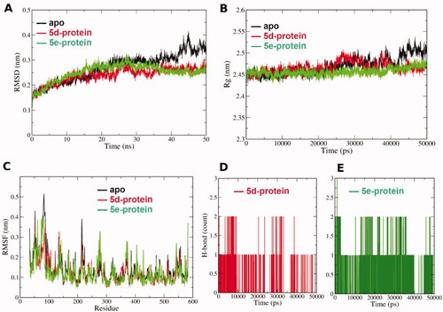 Figure 5. (A) Root mean square deviation (RMSD) of the protein alpha carbon atoms during the simulation for the apo and complexed forms with 5d and 5e. (B) Radius of gyration (Rg) for the COX-2 protein in the apo and complexed forms with 5d and 5e during the simulation time. The 50000 ps simulation time (x- axis) implies 50 ns time. (C) Per residue root mean square fluctuation (RMSF) for the apo and complexed forms with 5d and 5e. (D) and (E) Hydrogen bond count during the MD simulation for both 5d and 5e in the binding site, respectively.