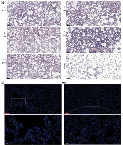 Figure 4. Histopathological lung changes in tree shrews infected with HAdV-55 at 1, 3, 5, 7, and 14 d post-infection. (a) Haematoxylin and eosin (HE) staining of the lung tissues. (b) Immunofluorescence analysis of HAdV-55 in the lung tissues of HAdV-55-infected tree shrew at 3 d post-infection. (c) Immunofluorescence analysis of HAdV-55 in lung tissue of control tree shrew treated with PBS. A mouse polyclonal antibody raised against HAdV-55 virions was used for HAdV-55-specific staining. Black scale bar, 100 μm; red scale bar, 200 μm; white scale bar, 50 μm.