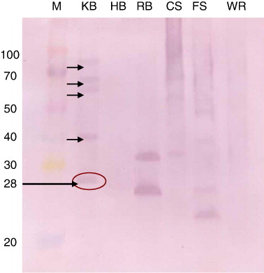 Figure 5. Identification of shared immunoreactive epitopes in spores/teliospores walls of common fungal pathogens by western blotting using anti-intact teliospores antibody.