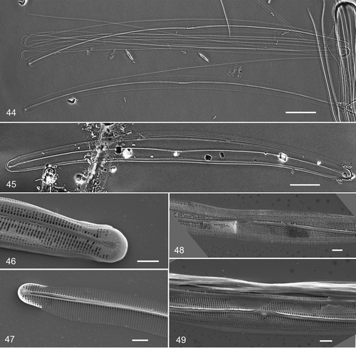Figs 44–49. Climaconeis guamensis acid-cleaned valves. Fig. 44. Holotype specimen, GU44Y-13, slide 1. DIC. Fig. 45. Specimen from isotype slide, isolate ECT 3737. DIC. Figs 46–49. SEM of cultured cells, isolate ECT 3737. Figs 46–47. Internal and external views of apex. Figs 48–49. External and internal views of central area. Scale bars: Figs 44–45 = 10 µm; Figs 46–49 = 2 µm.