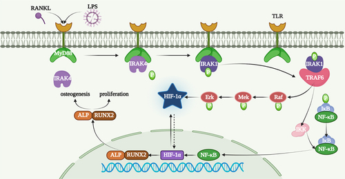 Figure 7. A diagram of the procedure of Raf-Mek-Erk-Hif-1a pathway.