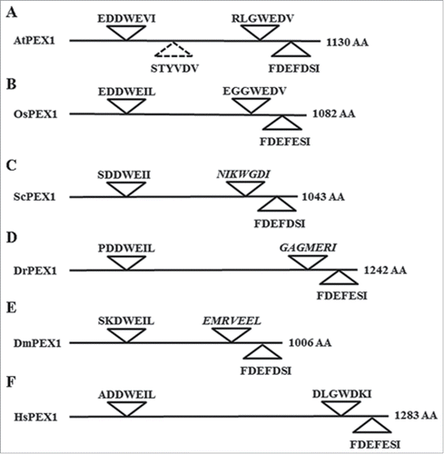 Figure 4. Evolutionarily conserved AIMs predicted in PEX1 by either hfAIM or iLIR. Schematic representation of the PEX1 proteins from 6 representative organisms and their AIMs sequences as predicted by either hfAIM or iLIR. The AtPEX1 AIM that was predicted only by iLIR is indicated by a dashed angle. The sequences in italics indicate nonconserved AIM sequences. At, the dicot plant Arabidopsis (Arabidopsis thaliana); Os, the monocot plant rice (Oryza sativa); Sc, yeast (Saccharomyces cerevisiae); Dm, Drosophila (Dorosophila melanogaster); Dr, Zebrafish (Danio rerio); Hs, human (Homo sapiens). AA, amino acid.