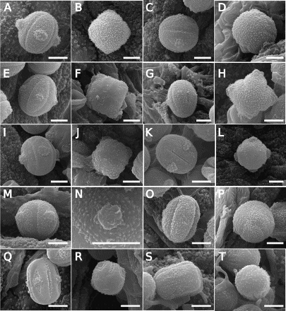 Figure 2. Scanning electron microscope (SEM) images of Southern Hemisphere bracteate-prostrate Myosotis pollen from nMDS Cluster 1 (Figure 5) in equatorial view (A, C, E, G, I, K, M, O, Q, S), polar view (B, D, F, H, J, L, P, R, T) or close up of endoaperture (N) showing Myosotis australis type (A–P), M. discolor type (Q–R) and M. angustata type pollen (S–T). A–B, Myosotis antarctica (WELT SP102775, WELT SP102779, respectively); C–D, M. drucei (CHR 386879, WELT SP102783); E–F, M. glauca (CHR 191750, WELT SP100497); G–H, M. pygmaea (CHR 245912, AK 231694); I–J, M. sp. “Volcanic Plateau” (WELT SP089738, CHR 310610); K–L, M. aff. tenericaulis (WELT SP103811, CHR 439290); M–N, M. sp. (unknown) (both WELT SP103892); O–P, M. albiflora (S15-37506, CONC 73040); Q–R, M. brevis (WELT SP090550/A, WELT SP102761); S–T, M. glabrescens (both WELT SP044913). Scale bar = 5 μm. These and additional pollen images are available on Te Papa’s Collections Online (http://collections.tepapa.govt.nz/Topic/10487).