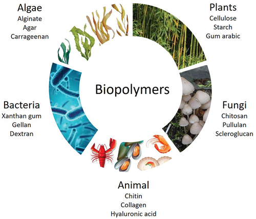 Figure 3. Natural sources of biopolymers.