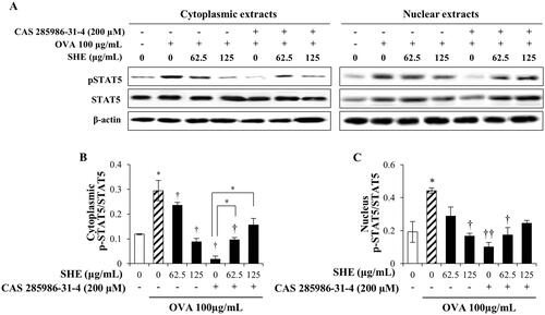 Figure 6. (A) Representative immunoblots of p-STAT5, STAT5, and β-actin in the cytoplasmic and nucleic fractions of murine splenocytes with or without OVA stimulation (100 μg/mL) under the combined treatment of SHE and CAS 285986-31-4, a STAT5 inhibitor, after 48 h incubation. The densitometric analysis results of p-STAT5/STAT5 (B) in the cytoplasm and (C) in the nucleus are represented. *(p < 0.05) represents significant increase compared with the untreated control (empty bar) or OVA + inhibitor group as indicated, and †(p < 0.05), ††(p < 0.005) represent significant decrease compared with the OVA-only group (shaded bar).