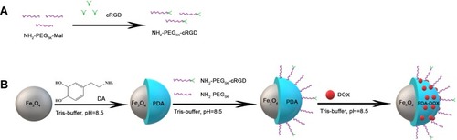 Figure 1 Schematic illustration of the synthesis of DOX-loaded Fe3O4@PDA-PEG-cRGD composite particles. (A) The junction of cRGD and PEG. (B) After the iron oxide core wrapped in the PDA, -PEG-cRGD was connected on the PDA.