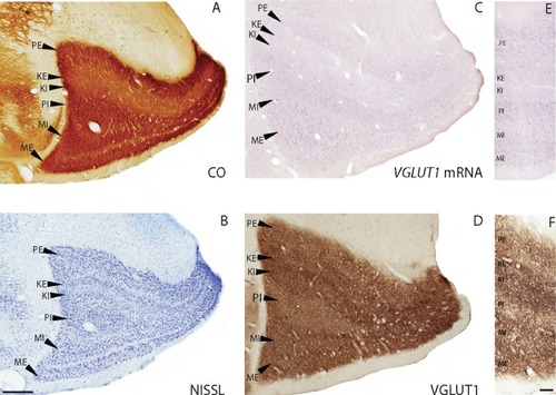 Figure1 Coronal sections through the lateral geniculate nucleus stained for (A) CO, (B) Nissl, (C and E) VGLUT1 mRNA, and (D and F) VGLUT1 protein.