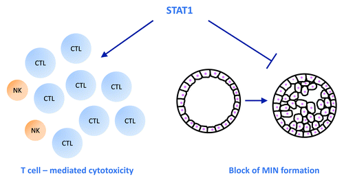 Figure 1. STAT1 counteracts spontaneous mammary tumor formation in a dual way. First, STAT1 is needed to sustain efficient cytotoxicity of CD8+ T cell which are the main executors of mammary tumor surveillance. Natural killer (NK) cells only play a marginal role in defending mammary tumorigenesis. Second, STAT1 counteracts mammary intraepithelial neoplasia (MIN) formation by regulating growth control of mammary epithelial cells and by inducing apoptosis in malignant cells.