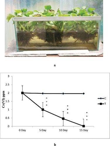 Figure 6. (a) Phytoremediation experiment in 100 L SCM processed water. (b) The effect of water hyacinth treatment on chromium removal (in 100 L SCM water). In this figure, C stands for control and T stands for treatments. Data represents mean ± SE of n = 5 ***p < 0.001 (Student's t-test).