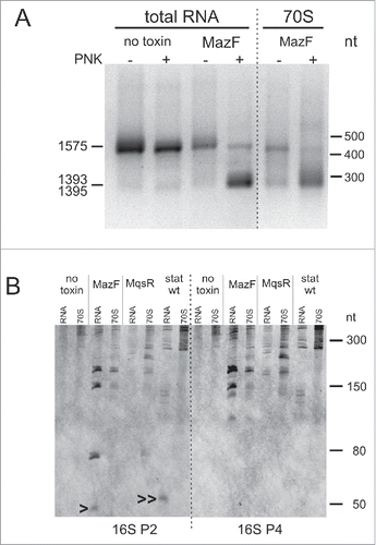 Figure 5. Fragmentation of the 16S rRNA 3′-region. (A) 3′-RACE of 16S rRNA 3′-ends. Total RNA was isolated from the no toxin control and after the MazF induction. Ribosomes were isolated after the MazF induction and RNA was extracted from the 70S sucrose gradient fraction (Fig. 4B). Poly(A) tail was synthesized either before or after the T4 PNK treatment. 0.5 μg-aliquots of the amplified 3′-end fragments were subjected to electrophoresis in a 1.5% agarose gel. DNA was visualized by EtBr staining, purified from the gel, and sequenced. The longer fragments correspond to the 3′-end of 16S rRNA precursor at 1575. The shorter fragments correspond to the MazF-cleaved 3′-ends at 1393 and 1395, upstream of the MazF cleavage sites at ↓1394ACA and ↓1396ACA. (B) Northern blot analysis of the total RNA and the RNA from 70S fractions. Total RNA and ribosomes were isolated two hours after induction of either MazF or MqsR, from the no toxin control and from the 24h-stationary phase cultures. Ribosomal particles were separated by sucrose density gradient centrifugation (Fig. 4B) and RNA was isolated from the 70S fraction. RNA was separated on a 6% PAA gel, transferred to a membrane, and hybridized with the oligoprobes 16S P2 (complementary to nucleotides 1520…1542) and 16S P4 (1473…1494). The 43-nt fragment produced by MazF cleavage at ↓1500ACA is marked by an arrowhead (>) and the 48-nt fragment produced by the cleavage between G1494 and U1495 in the stationary phase is marked by 2 arrowheads (>>).