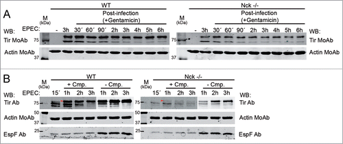 Figure 3. Stability of Tir present within Nck-deficient MEFs. (A) WT and Nck-deficient cells (Nck−/−) were infected with EPEC for 3 h or left uninfected as a negative control. Then the cells were treated with gentamicin for 6 hour time-course. Cell monolayers from a single well of a 6-well-plate were collected at indicated times by adding Laemmli sample buffer and lysates were blotted with anti-Tir MoAb. (B) WT and Nck−/− cells were infected with EPEC for 15 minutes at an MOI of 300. Cells were then treated with chloramphenicol (+ Cmp.) or vehicle as a control (− Cmp.) for 1, 2 or 3 h. Monolayers were lysed in 1% Triton X-100 lysis buffer. The soluble supernatants that contain the cytoplasmic and membrane fractions were blotted with anti-Tir Ab and anti-EspF Ab. Actin was used as a loading control. For better visualization of Tir the intensity of the image was decreased in the − Cmp WB. Arrows indicate the fully-modified Tir form.