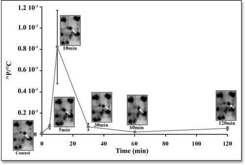 Figure 5 Time courses of the change in the position of the protein spot “Toucher1” in the gels and of the change in the 31P/12C ratio in this protein, after application of a manipulation stimulus to the seedlings under study. At the times (min) 0, 5, 10, 30, 60 and 120, the white arrows indicate the position of the “Toucher 1” spot in the gels. At the same time-values the curve represents the changes in the 31P/12C ratio in this particular protein spot. Although nonnegligible error bars exist, it is obvious that the change of the pI shift of this spot is strongly correlated with a change in the phosphorylation status of the corresponding protein.