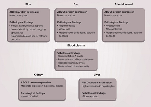 Figure 2. Major organs involved in pseudoxanthoma elasticum pathogenesis or in ABCC6 protein function.Pseudoxanthoma elasticum-affected tissues like the skin, the eye and the arterial vessel appear devoid of ABCC6 protein. Moderate ABCC6 expression is detected in the kidney, whereas ABCC6 is highly expressed in the liver. No pathological findings have been reported in the kidney and liver of pseudoxanthoma elasticum patients.