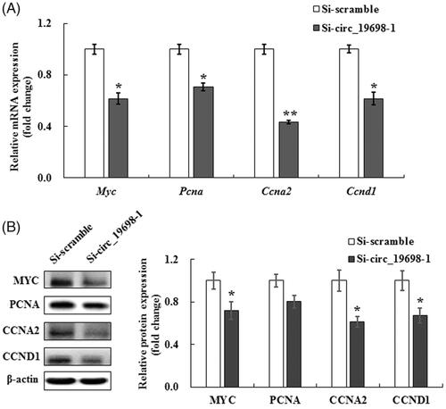Figure 7. Effects of circ_19698 interference on the expression of cell proliferation-related genes and proteins in BRL-3A cells. The mRNA and protein were extracted from cultured BRL-3A rat liver cells. The results shown are representative of three individual experiments. (A) Expression of Myc, Pcna, Ccna2, and Ccnd1 mRNAs in BRL-3A cells. The results were normalized to β-actin and expressed as mean ± SD. (B) Expression of MYC, PCNA, CCNA2, and CCND1 proteins in BRL-3A cells. β-actin was used as the internal control. The intensities of these proteins were quantified, normalized to β-actin, and expressed as mean ± SD. *p < .05, **p < .01 vs. the Si-scramble group.