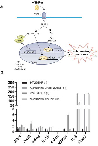 Figure 2. F. prausnitzii SN modulates Dact3 expression in vitro. (a) Schematic representation of Dact3 pathway. (b) RT-qPCR validation of most up- and downregulated genes by F. prausnitzii SN in TNF-α-stimulated HT-29 cells. Results are expressed as the fold change (FC) of gene expression relative to the B2M housekeeping gene