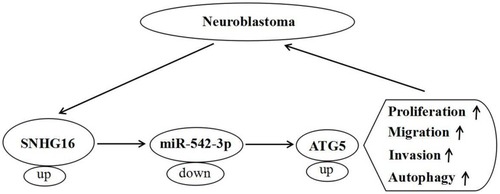 Figure 9 A schematic diagram of SNHG16 in the progression of ESCC.