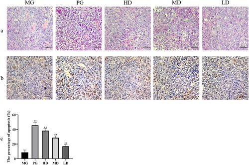 Figure 1. Histological examination of the morphological changes in tumors derived from H22-bearing mice. MG, tumor-bearing mice that received saline solution; PG, positive control, received 25 mg/kg body weight of CTX; LD, low dose, received 100 mg/kg body weight of polysaccharide extract from Leucocalocybe mongolica (LMPs); MD, medium dose, received 200 mg/kg body weight of LMPs; HD, high dose, received 300 mg/kg body weight of LMPs. Tumor tissues were stained with hematoxylin and eosin (magnification, 400×) (A) and subjected to the TUNEL assay (magnification, 400×) (B, C). All data are presented as means ± SD (n = 10). *p < 0.05, **p < 0.01 compared with the model group. Scale bar =50 μm.