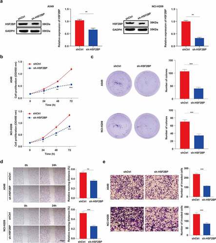 Figure 3. HSF2BP promotes the proliferation and migration of LUAD cells. (a) The transfection efficacy of lentivirus down-regulating HSF2BP in A549 and NCI-H209 cells. (b) The cell viability of A549 and NCI-H209 cells were determined by CCK-8 assay. (c) The colony formation assay was used to measure proliferation in LUAD cells. (d) Wound healing assay in A549 and NCI-H209 cells. (e) Transwell assay was used to determine the migration ability of LUAD cells. Note: * p > 0.05, ** p < 0.01, *** p < 0.001.