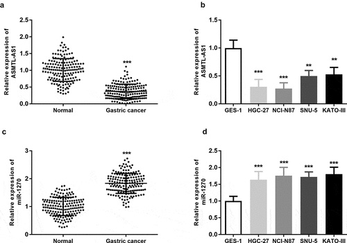 Figure 1. ASMTL-AS1 was downregulated in gastric cancer while miR-1270 was upregulated in gastric cancer. (a) (b) The expression of ASMTL-AS1 was upregulated in gastric cancer tissues and cell lines measured by RT-qPCR assay. (c) (d) The expression of miR-1270 in gastric cancer tissues and cell lines was measured by RT-qPCR assay. ***P < 0.001.