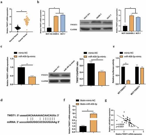 Figure 5. TWIST1 is a target gene of miR-409-3p. A: RT-qPCR to detect TWIST1 expression in BC tissue samples and adjacent normal tissues; B: RT-qPCR and western blot to detect TWIST1 expression in MCF-10A, MCF-7 and SKBR-3 C: RT-qPCR and western blot to detect how up-regulated miR-409-3p impacted TWIST1; D: Via http://starbase.sysu.edu.cn/ to predict the binding sites of TWIST1 and miR-409-3p; E-F: DLR and RNA-pull down experiments to detect the targeting relationship between TWIST1 and miR-409-3p, respectively; G: Correlation analysis on TWIST1 and miR-409-3p expressions. Values presentation was detailed in mean ± SD (n = 3). Via one-way ANOVA to calculate the significance of each group, the variance correction was done via Tukey’s test. *P < 0.05