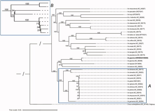 Figure 4. The phylogenetic tree of 21 Iris species. Crocus cartwrightianus was selected as the outgroup. The tree was constructed using the maximum-likelihood method based on the concatenated sequences from 66 shared proteins. Bootstrap support values were calculated from 1000 replicates. B box is a magnification of A box.