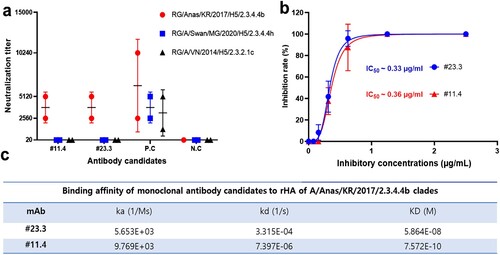 Figure 1. In vitro neutralization and binding activity of #23.3 and #11.4 mAbs. (a) Microneutralisation assay of #23.3 and #11.4 mAb candidates against the RG-H5 influenza virus, including the 2.3.4.4b, h, and 2.3.2.1c subclades. (b) Inhibitory concentration 50% (IC50) values of #23.3 and #11.4 mAb candidates against the RG-H5-HPAI-A/Anas/KR/2017/2.3.4.4b strain. Data represent the average values from at least two independent experiments (Figure S1 and S2) and are marked with different colours and symbols. IC50 values were calculated using GraphPad Prism Software Version 9.5.0. (c) Binding affinity of monoclonal antibody candidates to purified HA proteins of the A/Anas/KR/2017/2.3.4.4b subclades. The experiment was performed using Biacore T200 Control software version 3.2 (GE Healthcare, Danderyd, Sweden) and CM5 chip (GE healthcare, Cat#: BR-1005-30). KD, equilibrium dissociation rate constant; ka, association rate constant; kd, dissociation rate constant. Both results were presented as the mean ± SD