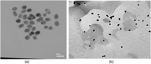 Figure 4. TEM images of naked AuNP with different sizes, A) 35 ± 3 nm B) 14 ± 2 nm.