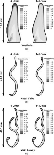 FIG. 8 Coronal velocity contours in different coronal sections of the nasal cavity for different breathing rates, (a) Vestibule, (b) Nasal Valve, (c) Main Airway.