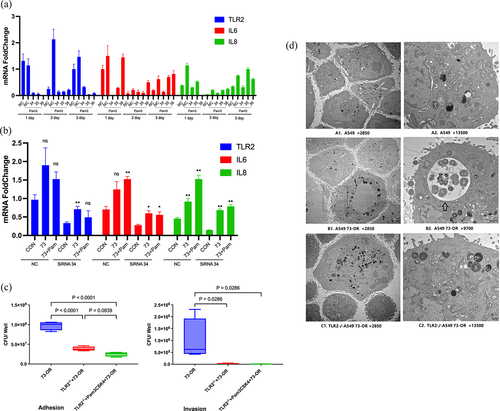 Figure 2. TLR2 plays a role in M. catarrhalis adhesion to and invasion into A549 cells. (a) RT-PCR analysis of gene-silencing efficiency in A549 cells transfected with control siRNA (NC) or tlr2-specific siRNA (34, 35, or 36) on days 1, 2, and 3. (b) Expression of TLR2, IL-6, and IL-8 in A549 cells transfected with tlr2-specific siRNA (34). (c) Adhesion and invasion analysis of 73-OR infecting WT A549 cells or TLR2−/− A549 cells constructed via CRISPR-Cas9 gene editing technology. (d) Transmission electron microscopy analysis of 73-OR infecting WT A549 cells or TLR2−/− A549 cells. Scale bars: 2 µm (A1, B1, and C1), 1 µm (B2), or 500 nm (A2 and C2).