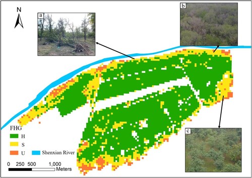 Figure 6. FHG map and degradation of R.pseudoacacia in Gudao forest. (a) The windthrow caused by cyclonic storms. (b) The stand with severe dieback. (c) The stand with short trees and low canopy cover but low canopy dieback.