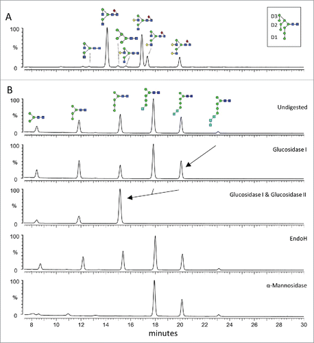 Figure 5. Fc N-glycan profiles of Tt/C2B8 and Rituximab. (A) HILIC-UPLC spectra of fluorescently labeled N-linked glycans released from anti-CD20 antibody rituximab (MabThera®) produced in CHO cells. Assigned glycan structures are displayed as shown in Fig. 2. The inset in the top panel shows the labeling of D1, D2 and D3 arms on an exemplary Man9GlcNAc2. (B) HILIC-UPLC spectra of fluorescently labeled N-linked glycans released from Tt/C2B8. The undigested N-glycosylation profile is shown in the top panel. Structures were assigned using a panel of glycosidase digestions (glucosidase I, combined glucosidase I and II, Endoglycosidase H from Streptomyces picatus and α(1-2,3,6)-mannosidase from Jack bean). Structural assignments were confirmed by ion-mobility ESI-MS/MS.