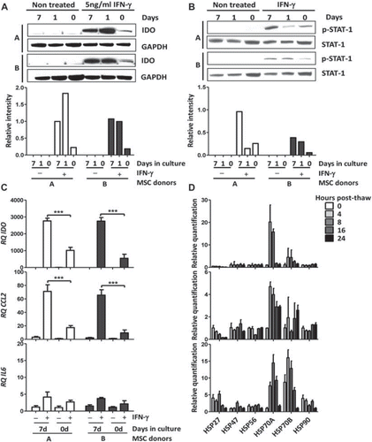 Figure 2. Protein and mRNA expression level of freshly thawed human MSC compared with MSC in culture. (A) IDO protein expression was analyzed by immunoblot on two human MSC donors freshly thawed and cultured for 1 and 7 days. IDO protein expression was induced by stimulating the MSC with 5 ng/mL recombinant (rh)IFN-γ for 24 h. Protein expression of Glyceraldehyde-3-phosphate dehydrogenase (GAPDH) was used as a loading control. (B) Phosphorylated STAT-1 protein expression was analyzed by immunoblot on two human MSC donors freshly thawed and cultured for 1 and 7 days. STAT-1 phosphorylation was induced by stimulating the MSC with 5 ng/mL IFN-γ for 20 min. Protein expression of total STAT-1 was used as a loading control. (C) mRNA expression levels of (i) IDO, (ii) CCL2 and (iii) IL6 were measured by real-time qPCR in two MSC donors freshly thawed and cultured for 7 days. MSC were left untreated or stimulated with 5 ng/mL rhIFN-γ for 24 h. (D) mRNA expression level of Hsp27, Hsp47, Hsp56, Hsp70A, Hsp70B and Hsp90 by real-time qPCR performed on three MSC donors immediately after thawing and following a post-thaw recovery period of 4, 8, 16 and 24 h. Ribosomal 18S RNA was used as an internal control. Figures show representative results with means ± SD.