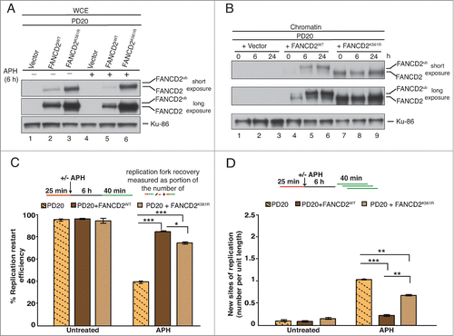 Figure 3. FANCD2K561R binds chromatin and promotes restart of APH-stalled replication forks. (A) FANCD2-deficient cells (PD20) complemented with either empty vector, FANCD2WT or FANCD2K561R were either untreated or treated with APH, and analyzed for FANCD2 and FANCD2Ub. Ku-86, loading control. (B) The 3 cell types described in (A) were either untreated or treated with APH for 6h or 24h, and chromatin fractions from the cells were analyzed for the presence of FANCD2 and FANCD2Ub. Ku-86, loading control. (C) Replication fork restart efficiencies after APH treatment were compared between the 3 cell types described in (A). (D) The number of new replication sites originating during BioU labeling after APH treatment was compared between the 3 cell types described in (A).