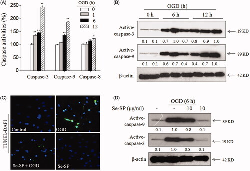 Figure 3. Se-SP attenuates OGD-induced neurons apoptosis. (A) Caspases activation induced by OGD. (B) Caspases expression induced by OGD. (C) TUNEL-DAPI staining. Nuclear condensation and DNA fragmentation were examined by TUNEL-DAPI double staining (magnification, ×200). (D) Se-SP attenuated OGD-induced caspases activation. Details of the experiments followed the methods part. Caspases activity and expression were measured by microplate reader and western blotting, respectively. Neurons apoptosis (TUNEL-positive) was determined by a fluorescence microscope. Bars with ‘*’ or ‘**’ suggests p < 0.05 and p < 0.01, respectively.